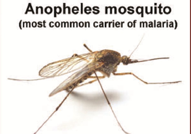 Malaria claims 173 lives