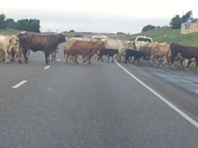 Livestock along highways; drivers should protect lives and property