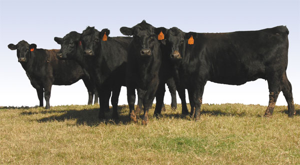 Heifer prices: a new paradigm?