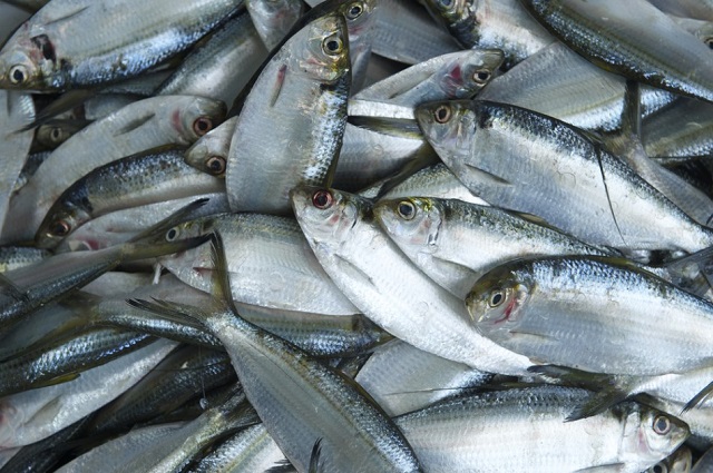 Fish imports go down 34pc