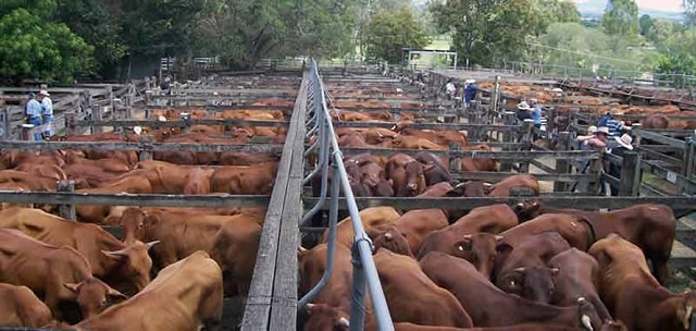 Factors affecting profitability of a beef production enterprise