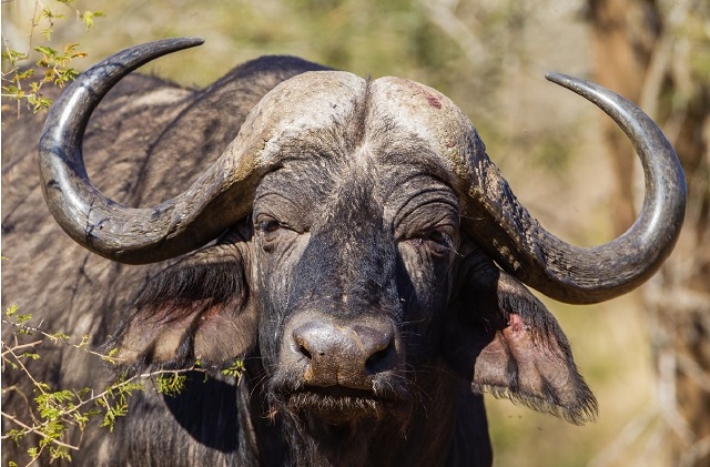 Kariba community moves to save buffaloes