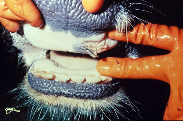 Foot & mouth outbreak in Midlands