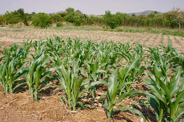 Command Livestock should target smallholder farmers