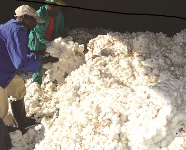 Matabeleland set to put 20 000ha under cotton