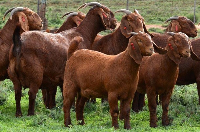 Interest in Kalahari red goats should be harnessed