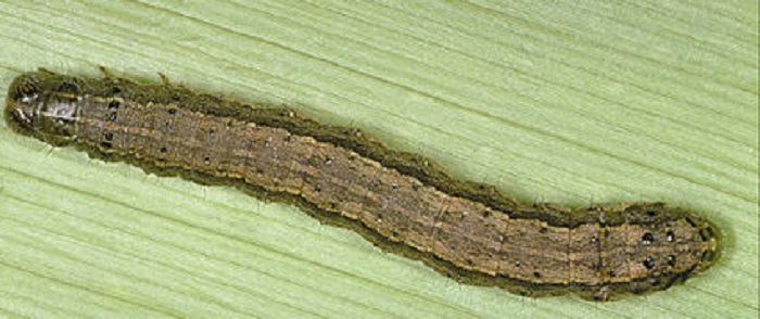 Fall armyworm outbreak hits Midlands