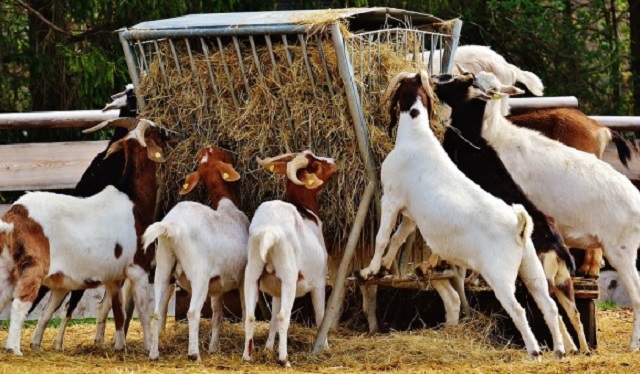 There is a need to promote goat production