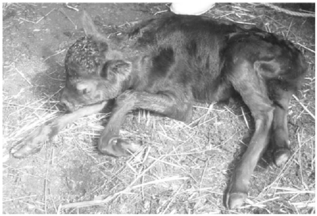 Understanding the weak calf syndrome