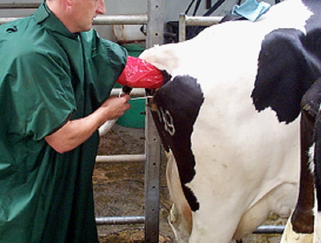 Artificial insemination lessons for smallholder communal beef farmers