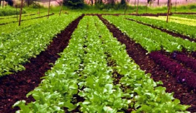 CCZ trains 150 consumers in organic farming
