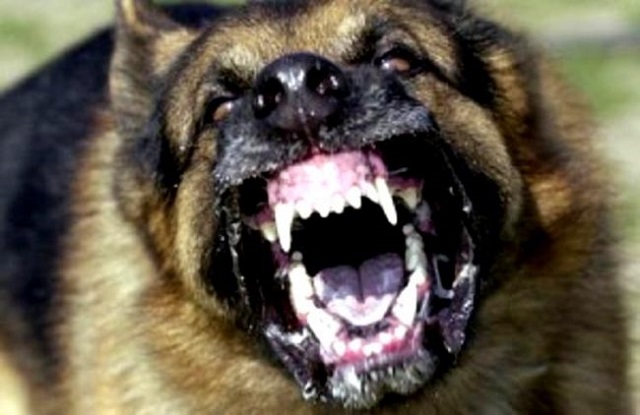 City to conduct dog rabbies vaccination blitz