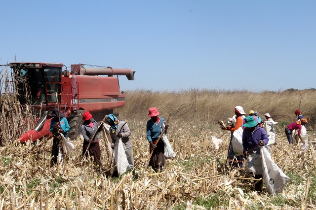 SeedCo programme complements Command Agriculture