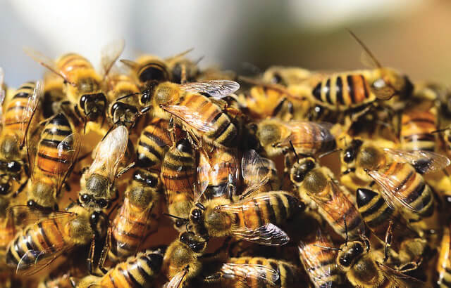Call to improve conditions of bees