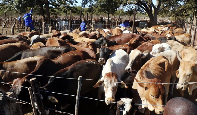 EDITORIAL COMMENT: Time to revitalise beef production