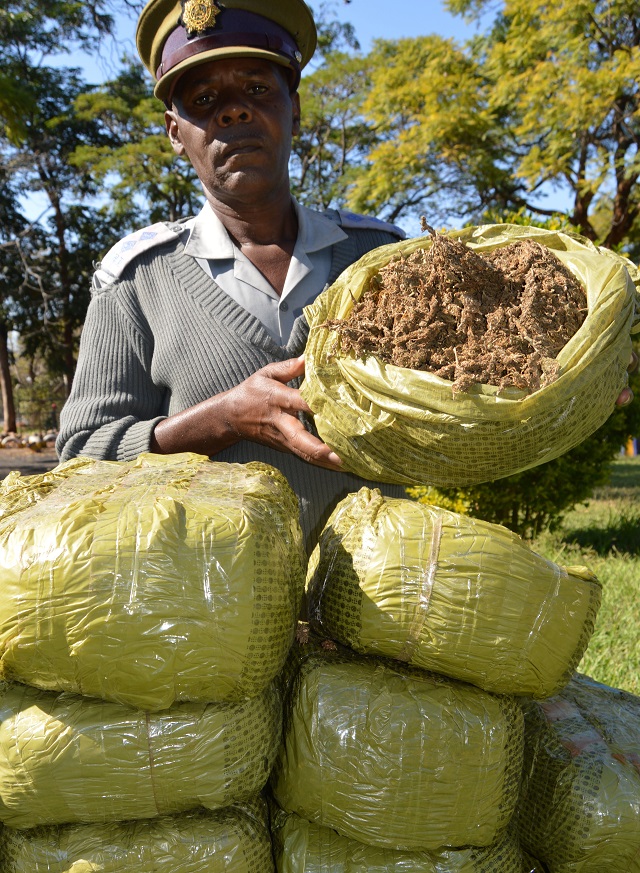 Two busted with 19 buckets of mbanje