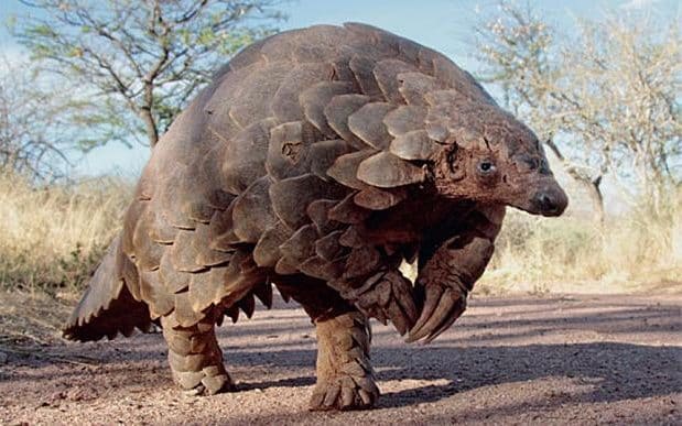 Trio jailed for pangolin trafficking