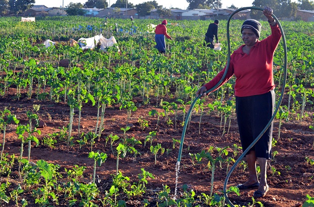 Market garden thrives