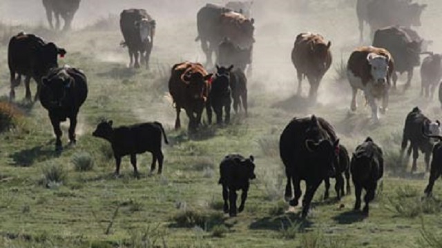 A market driven approach needed to curb stock theft