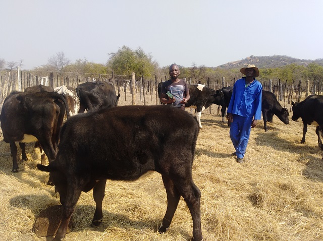 Matebeleland farmers receive dairy cows