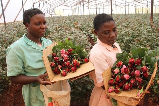 Zimbabwe seeks to enhance floriculture