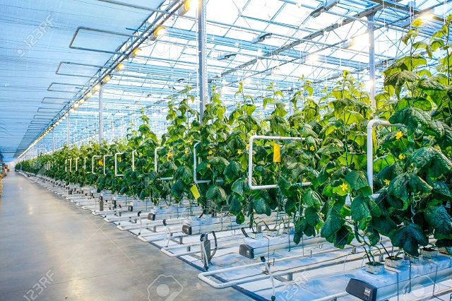 City NGO introduces modern greenhouse