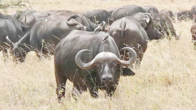 100 buffaloes arrive for Parks restocking