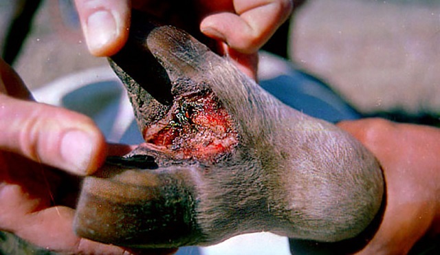 Command Foot and Mouth Disease control needed