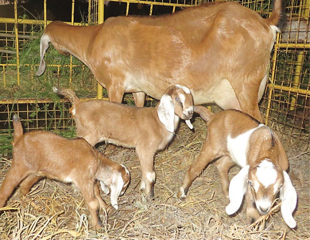 Commercialisation to enhance goat production