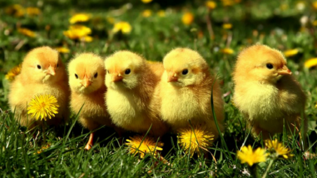 Hamara injects $5m hatchery expansion project
