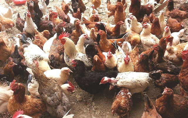 NGOs call for indigenous chickens