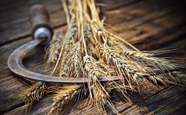 Farmers use sickles to harvest wheat