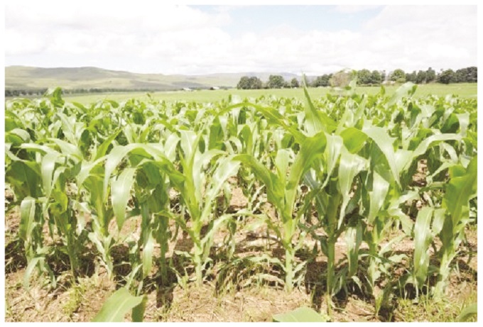 Low maize hectarage in Matabeleland