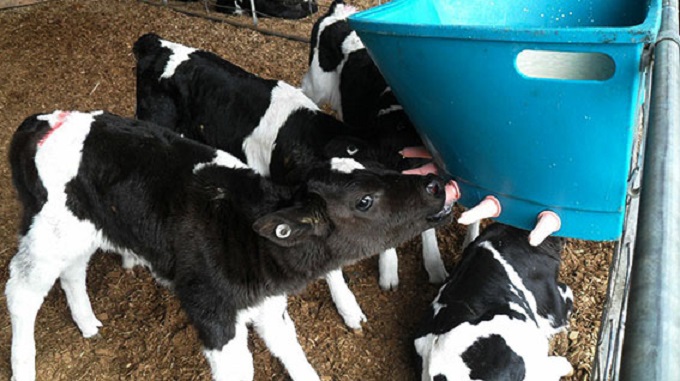 Value added calf management programme important for smallholder livestock farmers