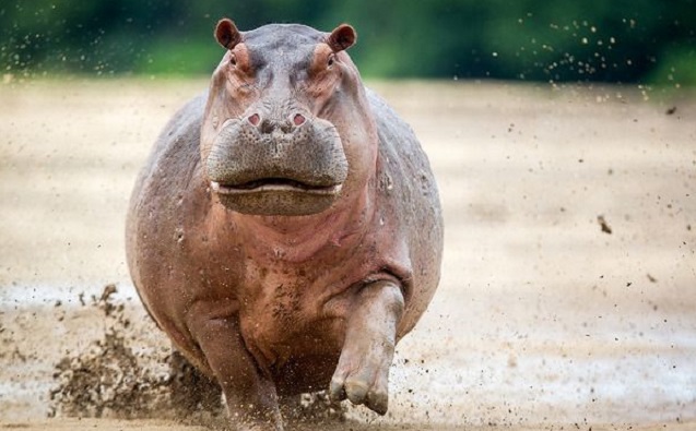 Hippo attacks American tourist