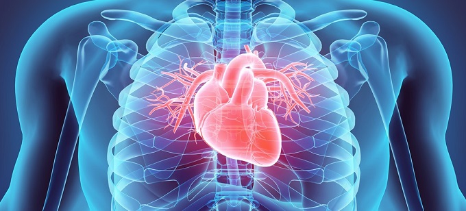 Heart size and weight training