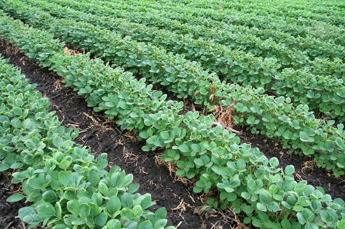United Refineries places 3 000ha under soya beans