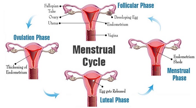 Menstrual conditions unpacked