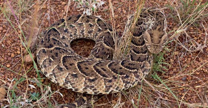 Baby dies from snake bites