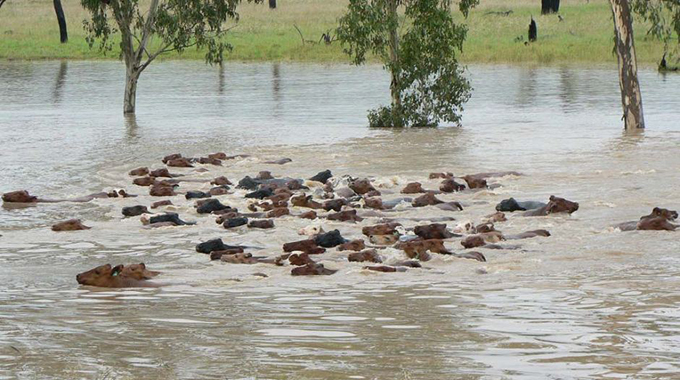 Cyclone Idai — Livestock farmers count losses