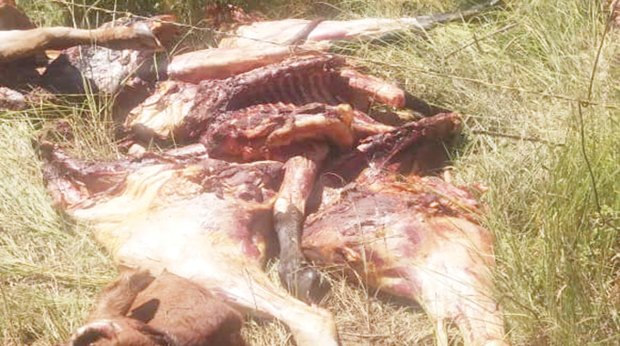 Cattle rustlers wreak havoc in Mat South