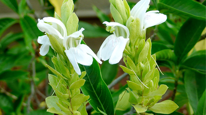 Medicinal plants and forest conservation