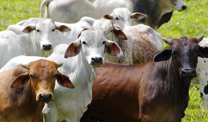 Cattle rustlers nabbed with fake clearance papers