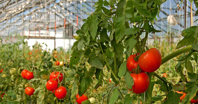 Horticulture prices spike