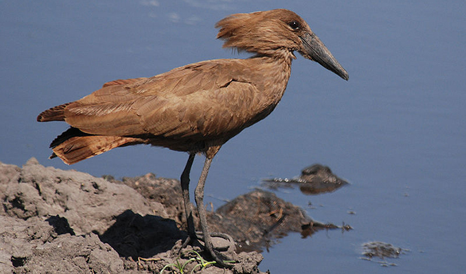 Names and naming: Birds as weather forecasters
