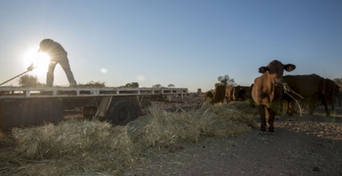 Mashonaland hay for drought affected areas
