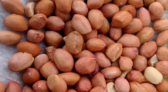 Icrisat to promote groundnuts seed production