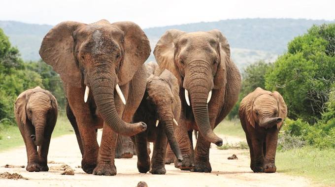 Botswana defends elephant hunts amid alarm