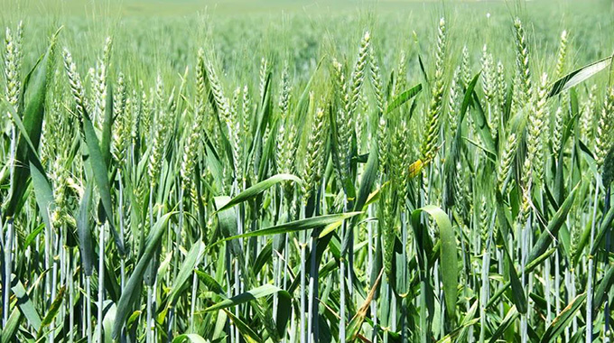 The province has set a target of 15 000 hectares for the winter wheat