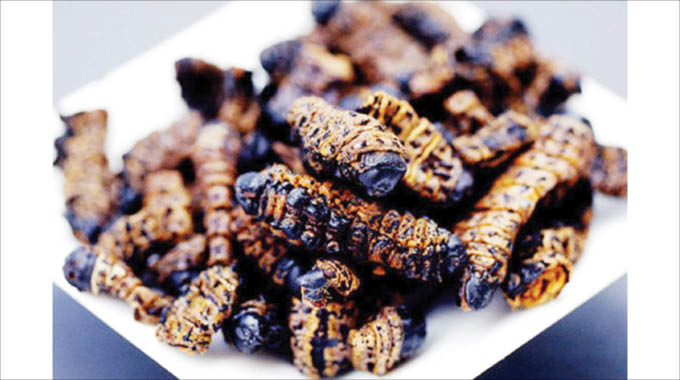 ‘Insects are cheap source of protein’